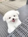 チワマル(チワワ×マルチーズ)【山梨県・男の子・2025年7月3日・クリーム】の写真11
