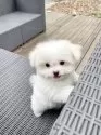 チワマル(チワワ×マルチーズ)【山梨県・男の子・2025年7月3日・クリーム】の写真13
