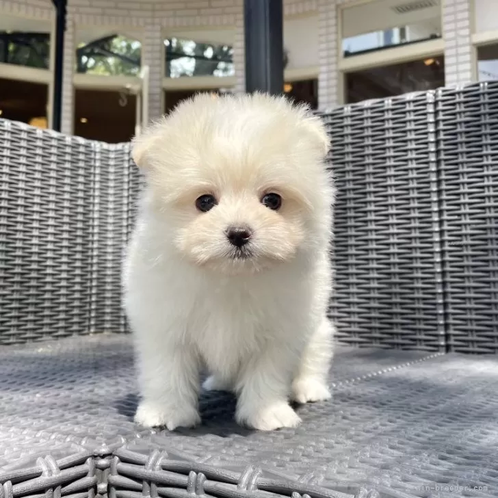 ID:2509-07966の子犬