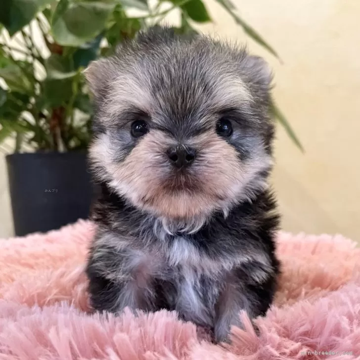 ID:2506-01326の子犬