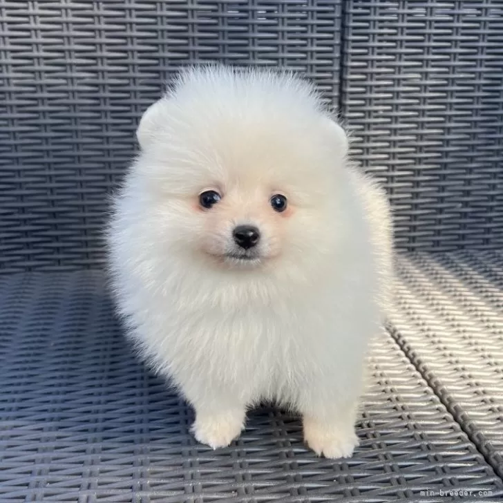 ID:2410-07324の子犬