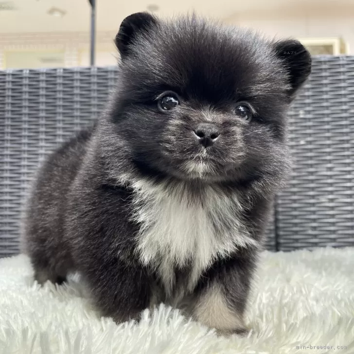 ID:2503-06749の子犬