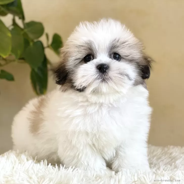 ID:2502-04108の子犬