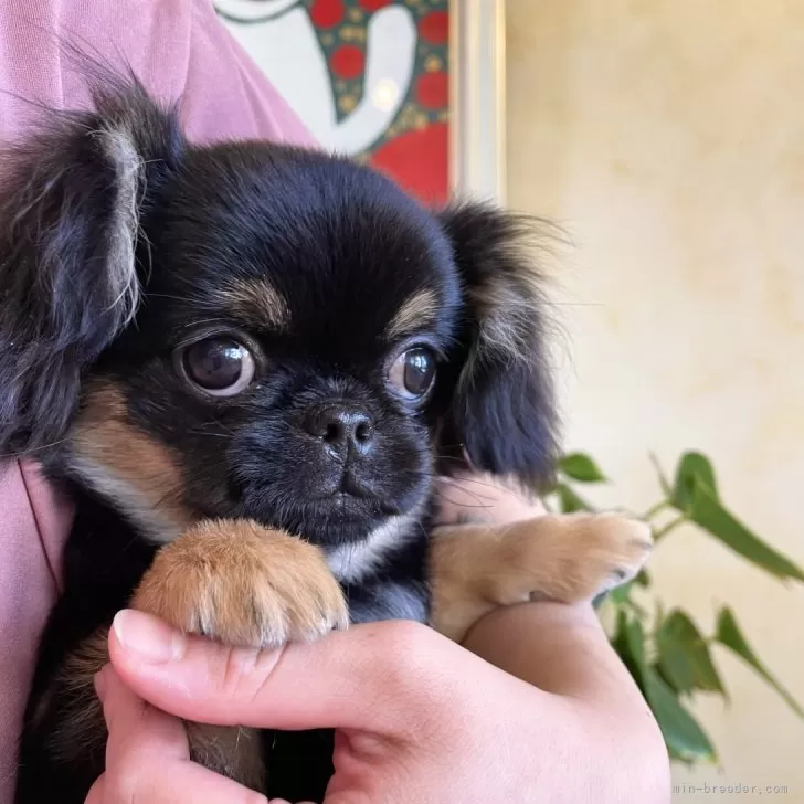 トム 様のお迎えした子犬