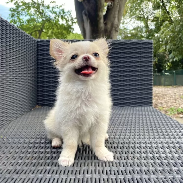 K.Ｉ 様のお迎えした子犬