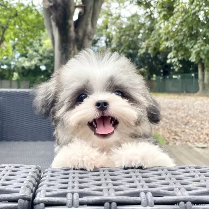 ID:2506-07597の子犬