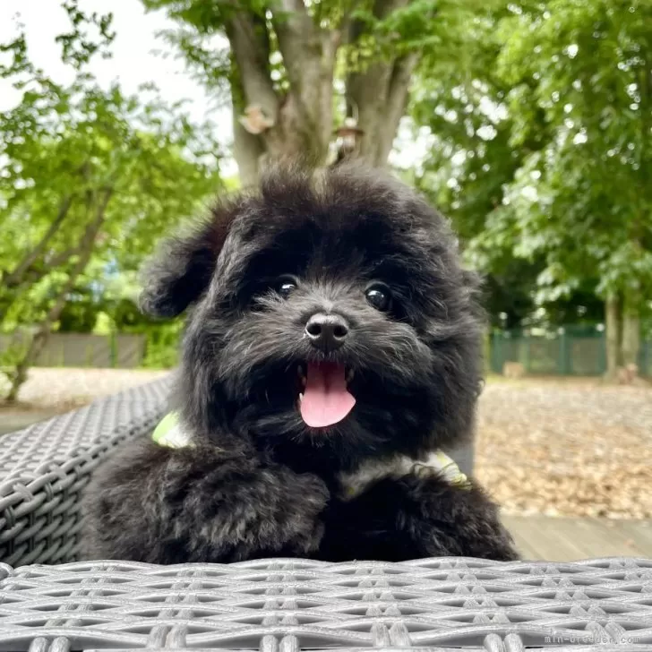 ID:2504-07023の子犬