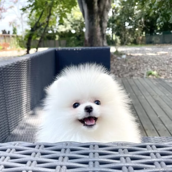 ID：2507-03457の子犬