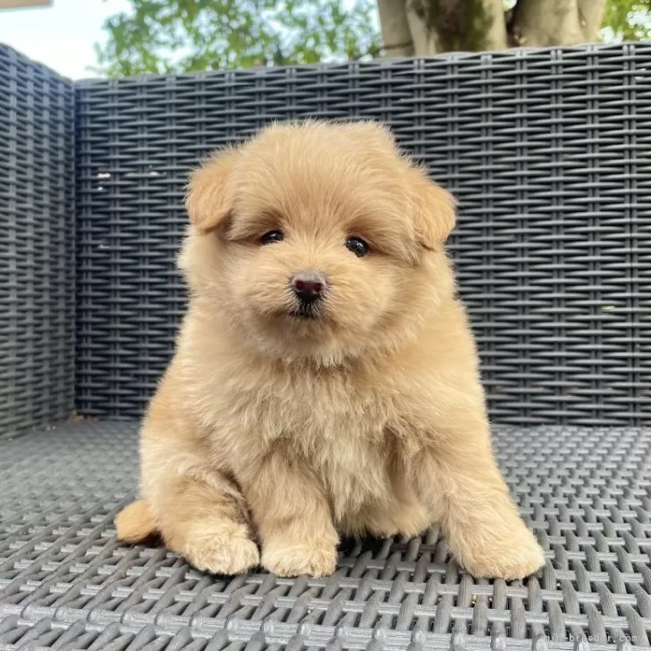ID：2507-01614の子犬