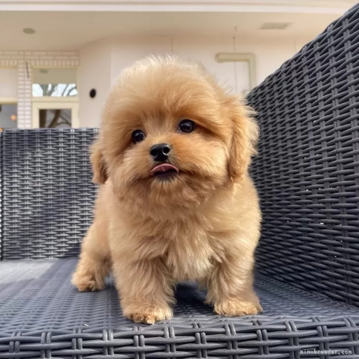 ID：2412-05820の子犬