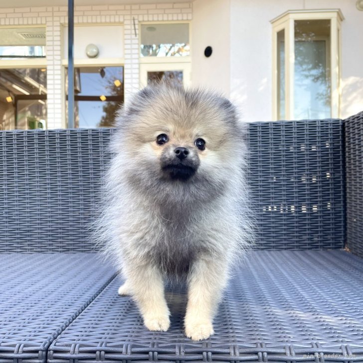 ブリーダー画像