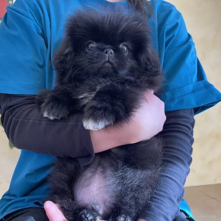 ID：2412-06083の子犬