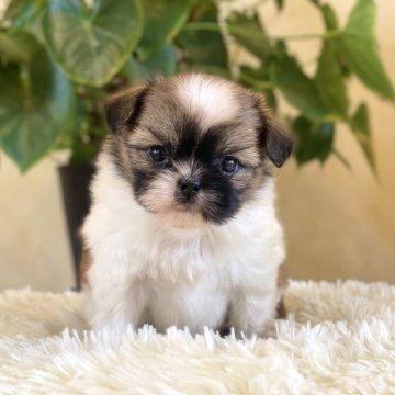 ミックス(チワワ×シーズー)【山梨県・女の子・2025年10月7日・白茶】の写真「丸々したお顔がとても可愛いです💖」