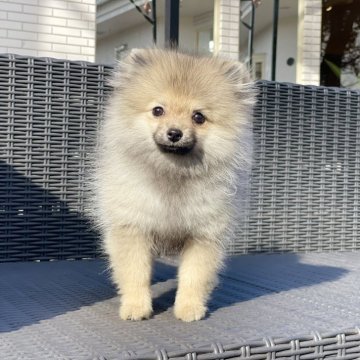 ポメラニアン【山梨県・女の子・2025年8月18日・ウルフセーブル】の写真「とても明るい性格です💕✨️」