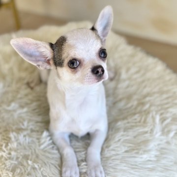 チワワ(スムース)【山梨県・女の子・2025年6月30日・ホワイトブルーマール】の写真「甘えん坊さんな性格がとっても愛くるしいです︎💓」