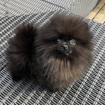 ポメラニアン【山梨県・男の子・2024年10月24日・ブラック】の写真「小柄な可愛い男の子です☺️体重760ｇ✨」