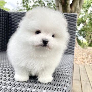 ポメマル(ポメラニアン×マルチーズ)【山梨県・男の子・2025年4月4日・クリーム】の写真「モフモフでとても可愛いです︎︎💓」