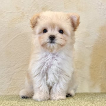 チワプー(チワワ×トイプードル)【山梨県・女の子・2024年9月5日・クリーム】の写真「大きいおめ目がチャームポイントです☺️✨」