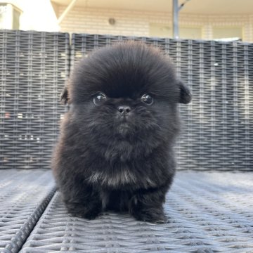 ペキニーズ【山梨県・男の子・2025年10月13日・ブラックホワイト】の写真「現在体重545ｇです💓」