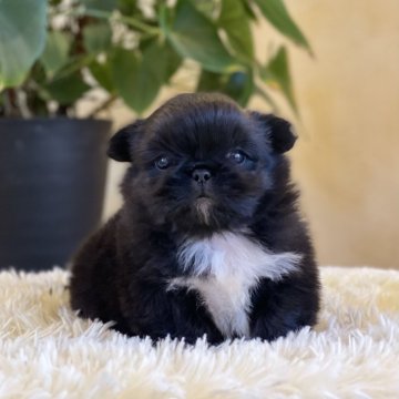 ペキニーズ【山梨県・男の子・2025年10月13日・ブラックホワイト】の写真「白いカラーが入ってて可愛いペキニーズくんです💖✨」