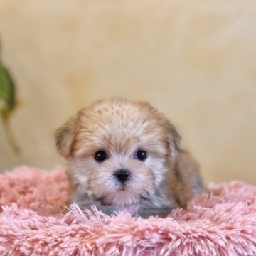 ミックス(マルチーズ×ヨークシャーテリア)【山梨県・女の子・2025年5月24日・茶】の写真「まん丸な瞳がとても愛くるしいです︎🧡」