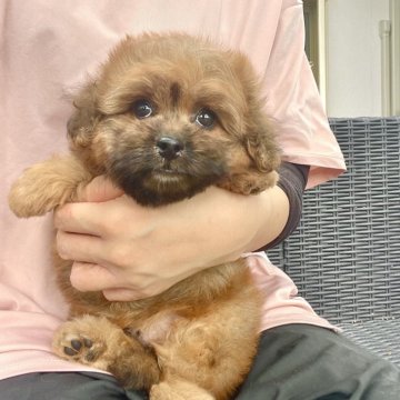ペキプー(ペキニーズ×トイプードル)【山梨県・男の子・2025年6月21日・レッド】の写真「甘えん坊くんです💕」