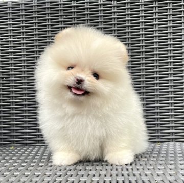 ポメラニアン【山梨県・女の子・2025年5月10日・クリーム】の写真「笑顔がとっても可愛らしいです︎💗」