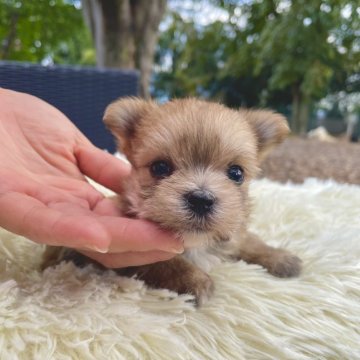 ミックス(マルチーズ×ヨークシャーテリア)【山梨県・男の子・2025年8月22日・茶】の写真「とても小柄な可愛い子です💓」