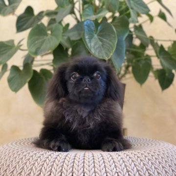 ペキニーズ【山梨県・男の子・2025年6月13日・ブラック】の写真「ごはん食べるの大好き明るい性格の男の子で︎す💓」