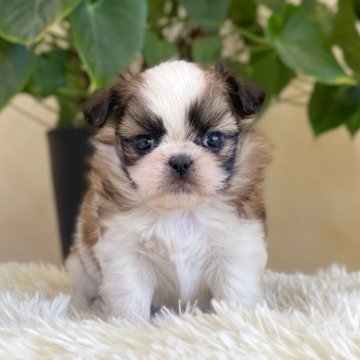 ミックス(チワワ×シーズー)【山梨県・女の子・2025年10月7日・白茶】の写真「パッチリした瞳がとても可愛いです💓✨️」