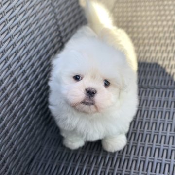 ミックス(ペキニーズ×マルチーズ)【山梨県・女の子・2025年10月22日・クリーム】の写真「短い手足が可愛いです💕✨️」