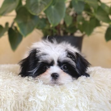 ミックス(マルチーズ×シーズー)【山梨県・女の子・2025年9月7日・白黒】の写真「人懐っこい性格です💓✨️」