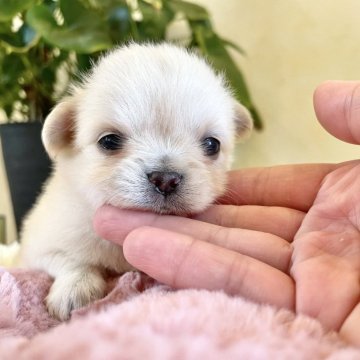 チワワ(ロング)【山梨県・女の子・2025年4月30日・クリーム】の写真「元気に成長しています︎︎︎︎💓」