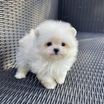 ポメマル(ポメラニアン×マルチーズ)【山梨県・女の子・2025年9月24日・クリーム】の写真「まん丸な瞳がとても可愛らしいです💖✨️」