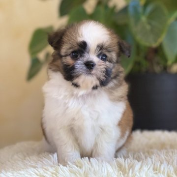 ミックス(チワワ×シーズー)【山梨県・男の子・2025年10月7日・白茶】の写真「おっとりした性格の男の子です💓✨」