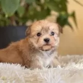 ミックス(ヨークシャーテリア×マルチーズ)【山梨県・女の子・2025年11月5日・茶】の写真1