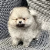 ポメラニアン