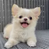チワワ(ロング)