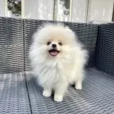 ポメラニアン