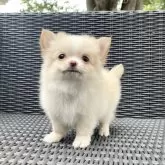 チワワ(ロング)