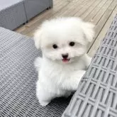 チワマル(チワワ×マルチーズ)【山梨県・男の子・2025年7月3日・クリーム】の写真1