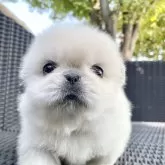 ペキニーズ