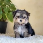 ミックス(マルチーズ×ヨークシャーテリア)【山梨県・女の子・2025年8月31日・ブラックタンホワイト】の写真1