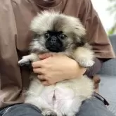 ペキニーズ