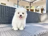 ポメマル(マルチーズ×ポメラニアン)【山梨県・男の子・2025年8月30日・クリーム】の写真2