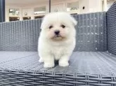 ポメマル(ポメラニアン×マルチーズ)【山梨県・男の子・2025年7月19日・クリーム】の写真3