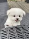 チワマル(チワワ×マルチーズ)【山梨県・男の子・2025年7月3日・クリーム】の写真3