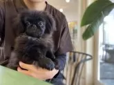 ペキニーズ【山梨県・男の子・2025年6月13日・ブラック】の写真5