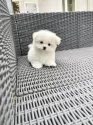 チワマル(チワワ×マルチーズ)【山梨県・男の子・2025年7月3日・クリーム】の写真5