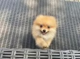 ポメラニアン【山梨県・女の子・2025年6月11日・オレンジ】の写真6